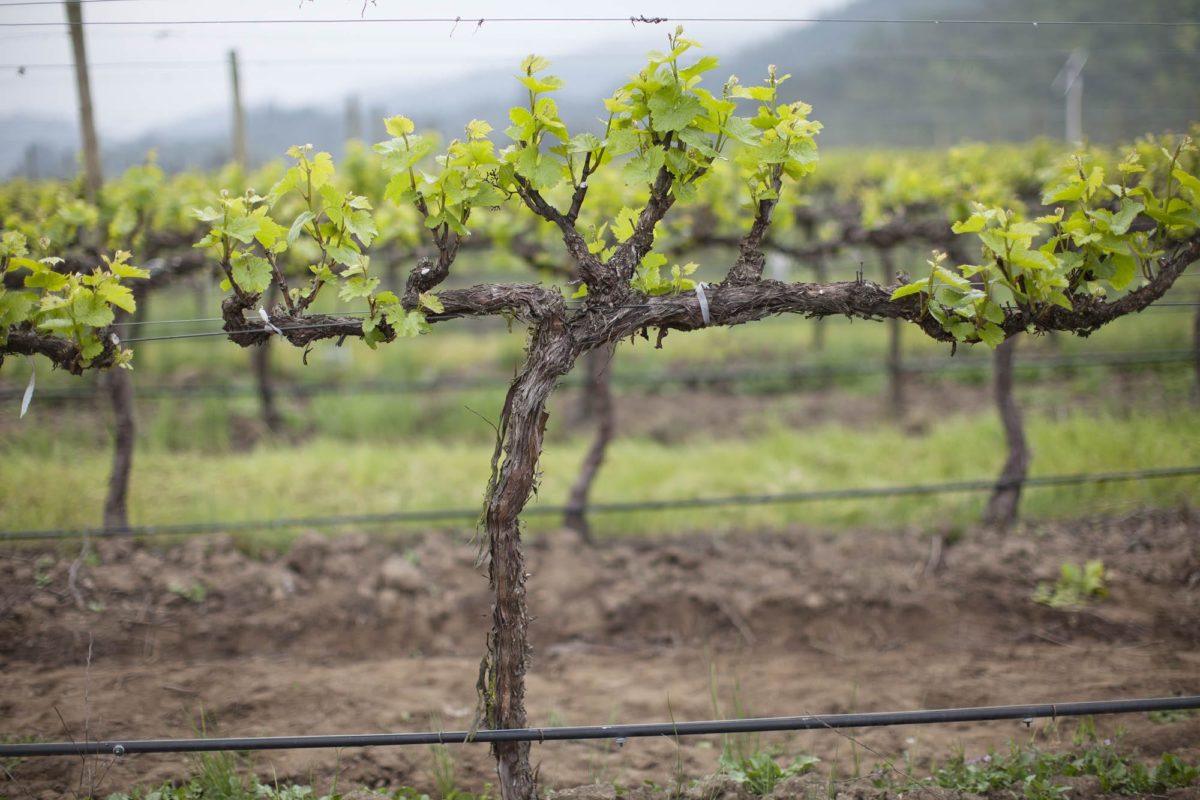 Servicios Agrícolas Barraco Air